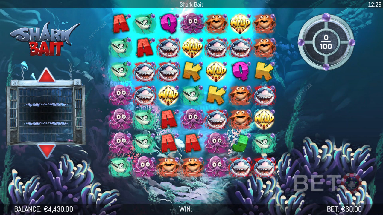 bear vs shark homepage